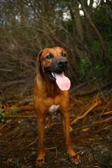 front view at a rhodesian ridgeback for a walk outdoors on a field