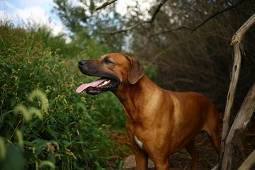 Front view at a rhodesian ridgeback for a walk outdoors on a field