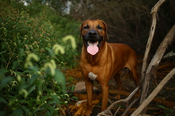Front view at a rhodesian ridgeback for a walk outdoors on a field