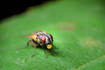 close up of a house fly making a bubble
