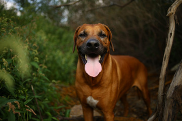 Obraz premium Front view at a rhodesian ridgeback for a walk outdoors on a field