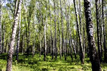 Derka, nature, landscape, birch, grass