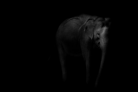 the big grey