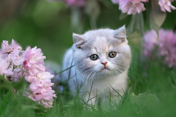 Edel - Britisch Kurzhaar Katze Kitten auf einer Blumenwiese 