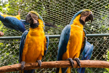 Arara caninde uma especie do Brasil, vivem em casais para toda a vida