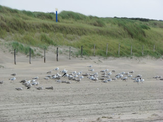 Many seagulls are sitting on the sand on the beach by the sea.