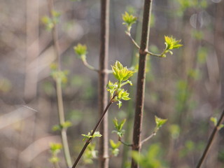Blooms American maple. The young leaves of the tree. It's spring.