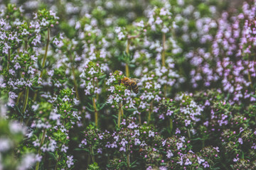 Abeja posada sobre flores en primavera