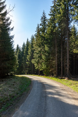Fototapeta na wymiar path through a coniferous forest