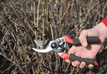 Gardener hands cutting black currant bush  branch with bypass secateurs in springtime fruit garden.