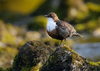 Dipper (Cinclus cinclus)