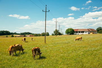 Austria, Upper Austria, Muehlviertel, cows on a pasture