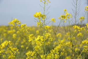 Obraz premium rapeseed field under the blue sky