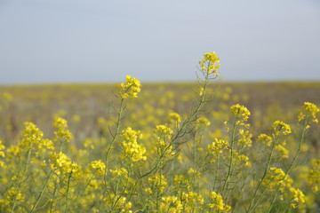 field of yellow rape flowers