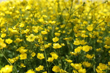 Obraz premium field of yellow flowers of celandine