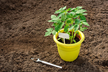 Pepper seedlings in a yellow pot. Gardening Tools. Place for text.