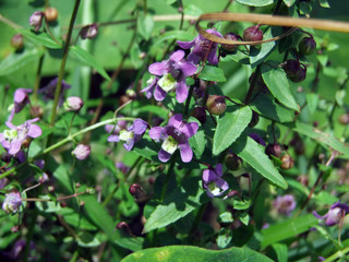 Close-up of the flowers of Angelonia parviflora, a plantaginaceae