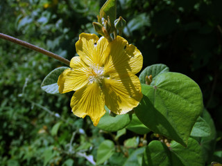 Close-up of the flowers of Bakeridesia gaumeri, a Malvaceae