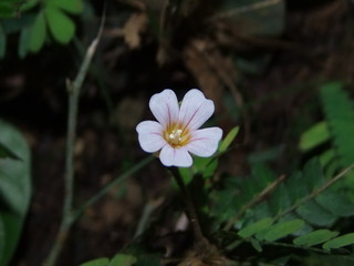 Close-up of the Biophytum flower, a wild plant that is a family of clovers