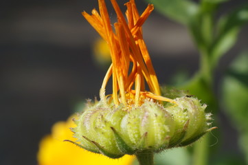 Распускание