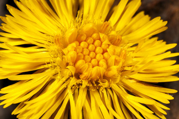 Dandelion flower texture.