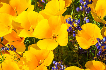 A close up of several California Poppies in full sunlight in a natural setting.