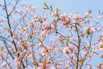 Spring flowering of sakura. Background for a festive wedding greeting card and wedding invitation.