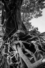  Tree Background. Wood texture detail