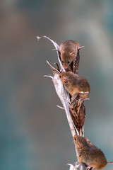 Eurasian harvest mice (Micromys minutus) on dry plant - closeup with selective focus