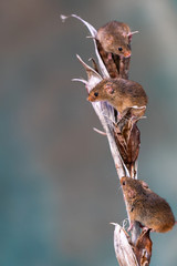 Eurasian harvest mice (Micromys minutus) on dry plant - closeup with selective focus
