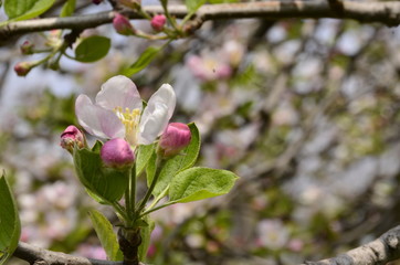 Obraz premium flowers of a tree