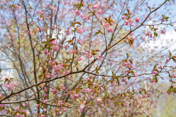 Spring flowering of sakura. Background for a festive wedding greeting card and wedding invitation.