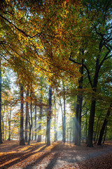 Belgium, Antwerp, middelheim park in autumn - fall