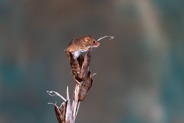 Eurasian harvest mouse (Micromys minutus) on dry plant - closeup with selective focus