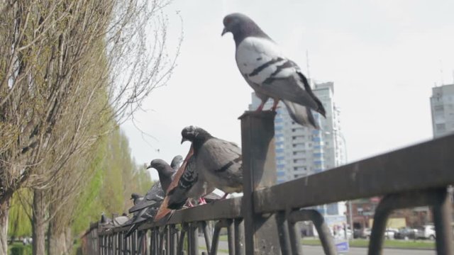 Many pigeons are moving and standing on the steel fence in the park.