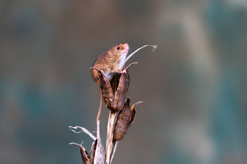 Eurasian harvest mouse (Micromys minutus) on dry plant - closeup with selective focus