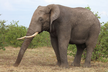 Obraz premium Afrikanischer Elefant / African elephant / Loxodonta africana