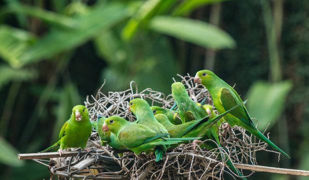 Maritacas comendo e brigando no jardim de uma casa em S&atilde;o Paulo, Brasil