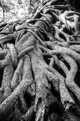  Tree Background. Wood texture detail