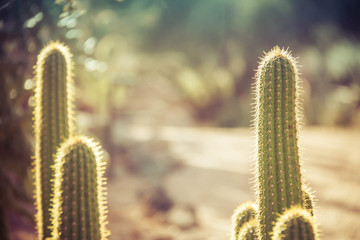 Cactus plants with their thorns back lit by the sun with a blurred-out background.