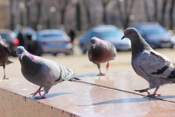 Obraz premium Gray pigeons on a granite parapet in the city on a spring day