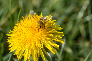mit Blütenstaub bedeckte Biene auf einer Löwenzahnblüte