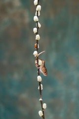 Eurasian harvest mouse (Micromys minutus) on branch with catkins - closeup with selective focus
