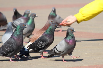 Pigeons feed from the hand