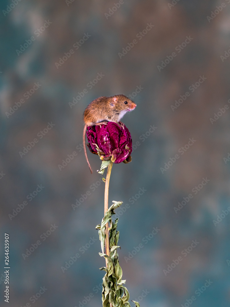 Wall mural Eurasian harvest mice (Micromys minutus) on dry plant - closeup with selective focus