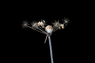 Eurasian harvest mice (Micromys minutus) on dry plant - closeup with selective focus