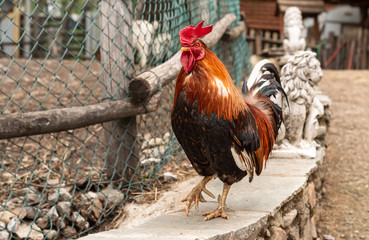 Colorful rooster Asian bantam outdoors on a farm.