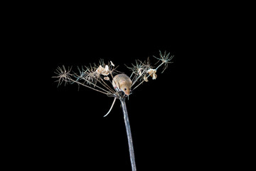 Eurasian harvest mice (Micromys minutus) on dry plant - closeup with selective focus