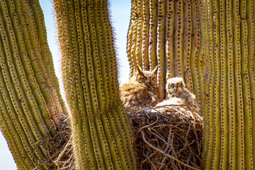 A great horned owl and her baby living in a nest in a cactus in the desert of Arizona.