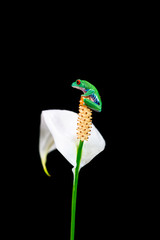 Red-eyed tree frog (Agalychnis callidryas) sitting on a flower - closeup with selective focus